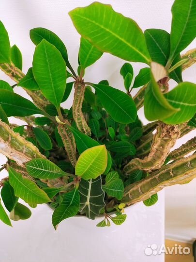 Продам малочай