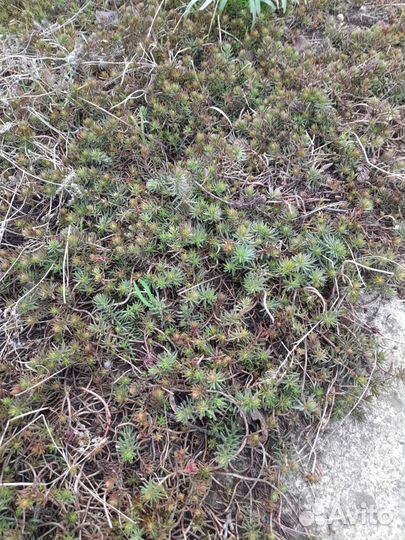 Седумы разные