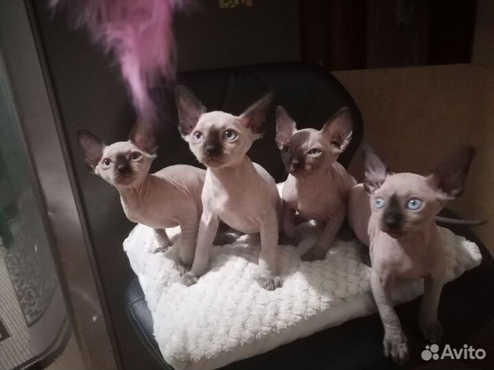 Канадский сфинкс
