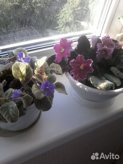 Фиалка. 3 цвета