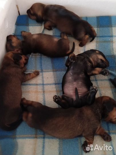 Карликовая такса