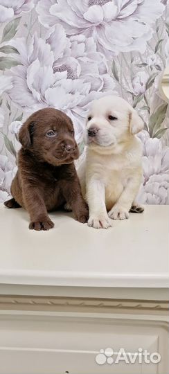 Щенки лабрадора