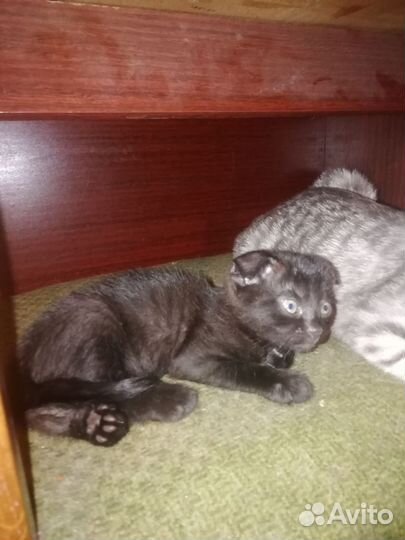 Котята шотландские вислоухие и прямоухие