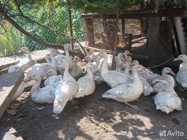 Мускусные утки тяжелой линии