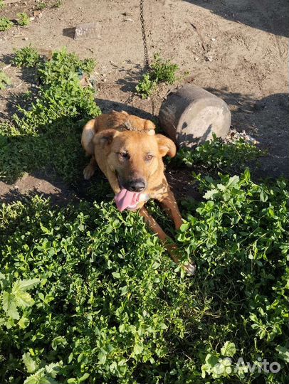 Собака-улыбака