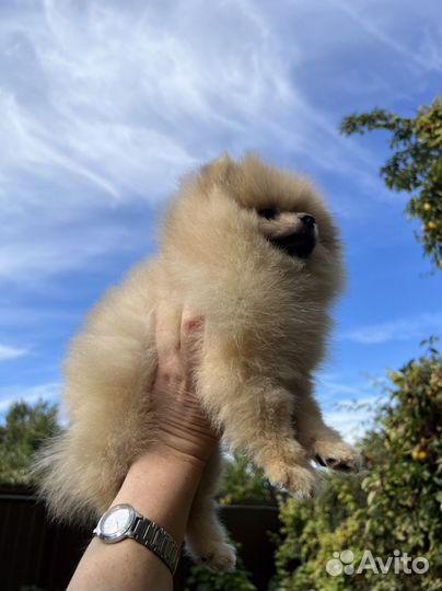Померанский шпиц девочка. Мишка. Кремовая