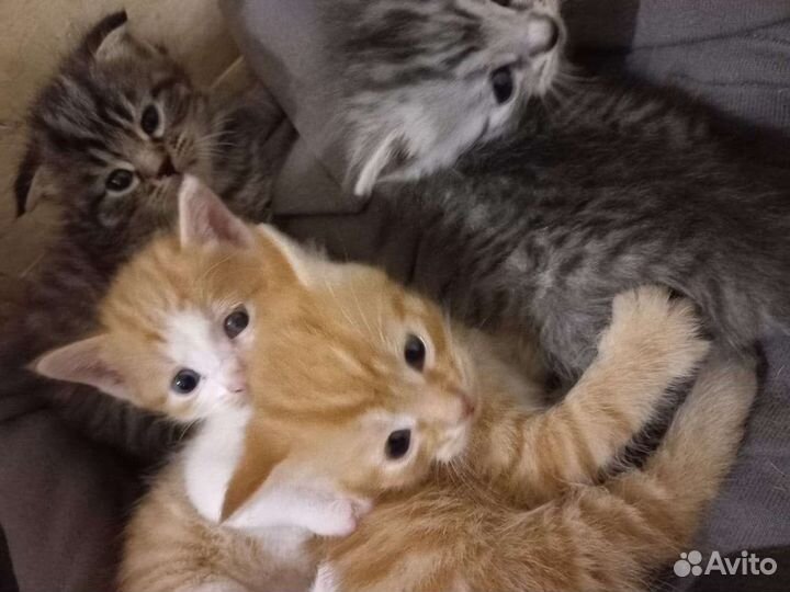 Котята в добрые руки