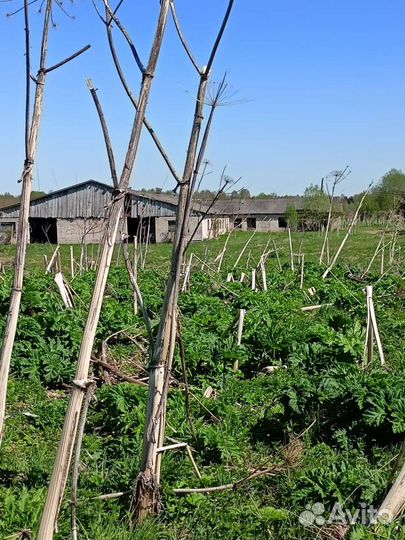 Фермерское хозяйства