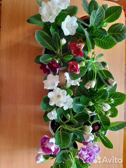 Глоксиния разных расцветок цветущие