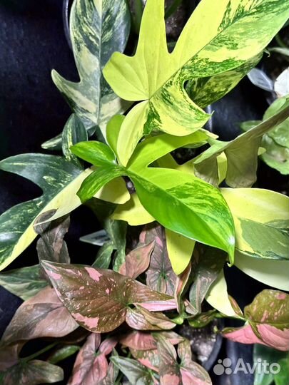 Редкие домашние растения