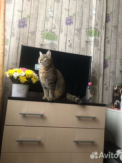 Кошечка в добрые руки