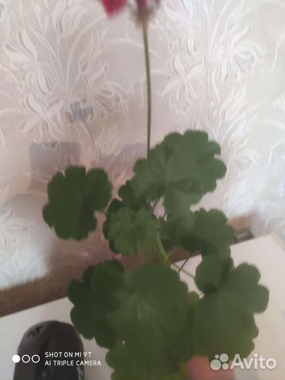 Герань пеларгония