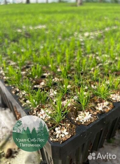 Сосна зкс окс сеянцы Ель Лиственница Голуб Горная