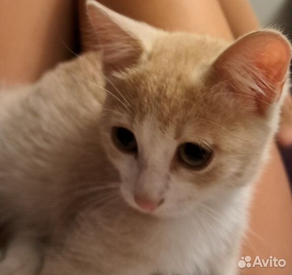 Рыжий котенок