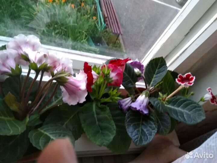Продаю каланхоэ,алоэ, чайный гриб,фиалку,глоксинию