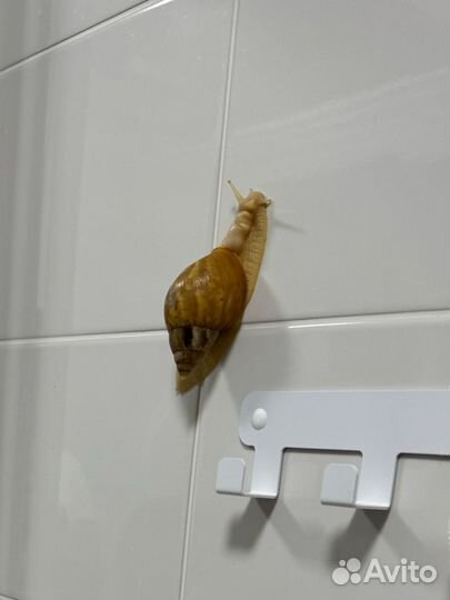 Улитки ахатины