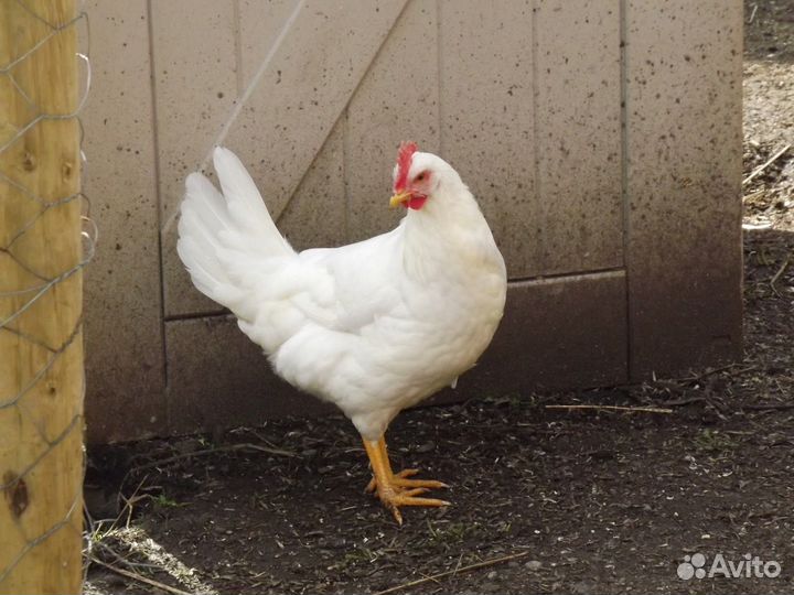 Куры несушки продам