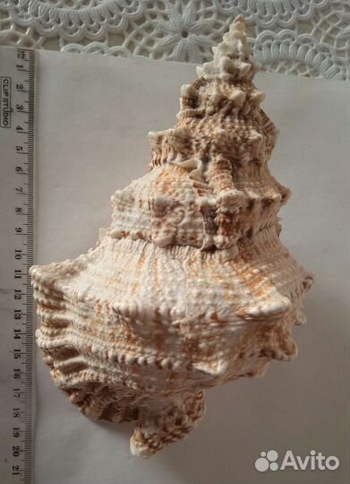 Морские раковины