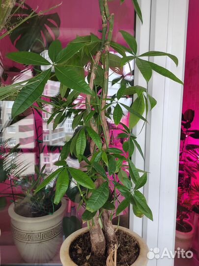 Пахира акватика