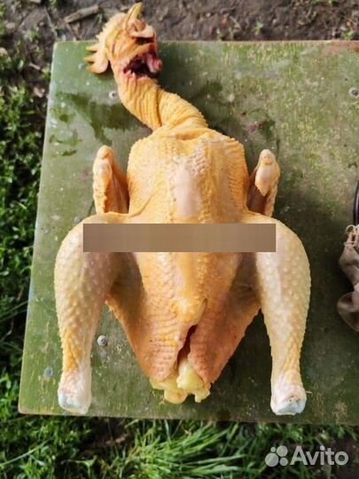 Домашние куры бройлеры тушки,цветной