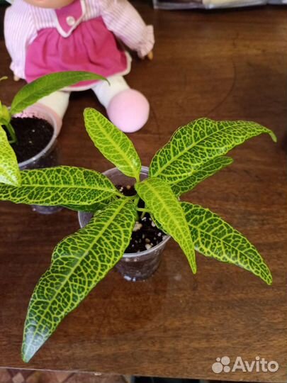 Псевдоэрантемум сетчатый