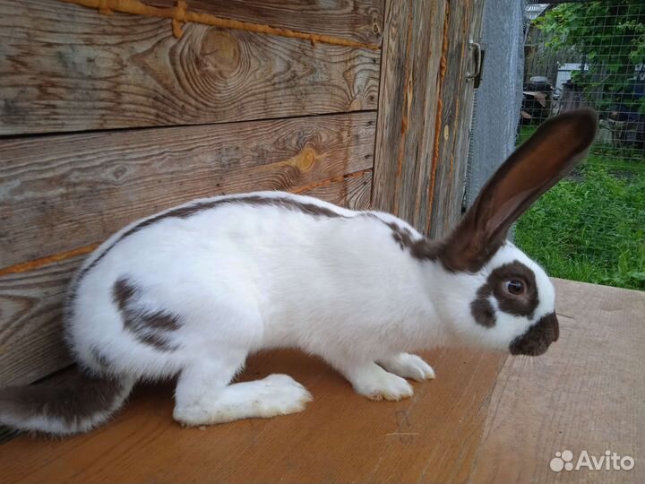 Кролики немецкий пестрый 