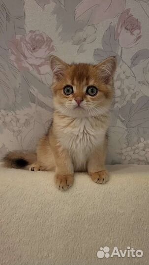 Шотландский малыш