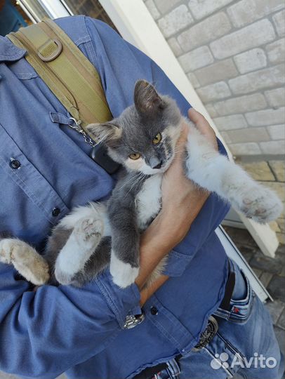 Котенок 3 цветный