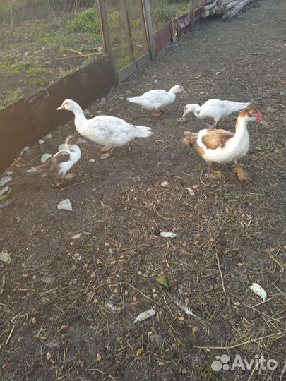 Индоутки на племя