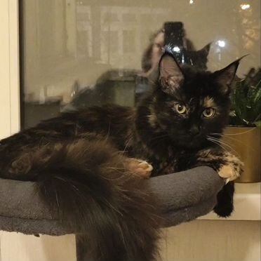 Мейн-кун, взрослая кошка