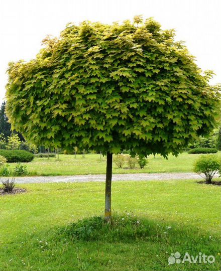 Клён Остролистный (Канадский)