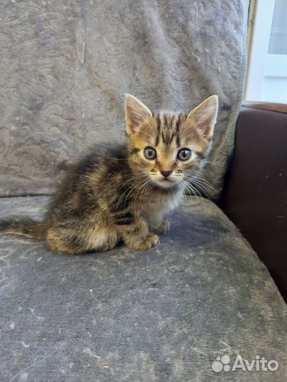 Британские котята