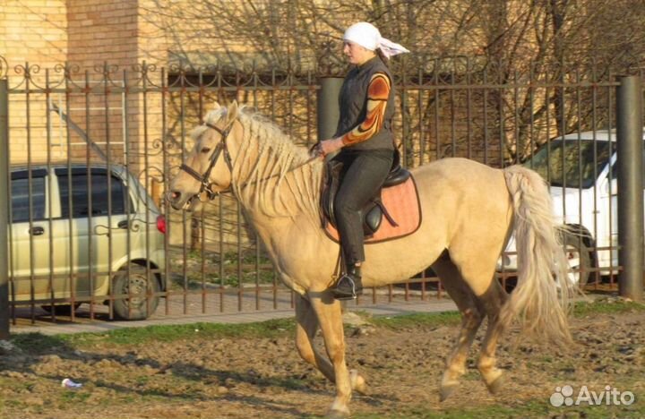 Верховая езда, иппотерапия, прогулки в лес