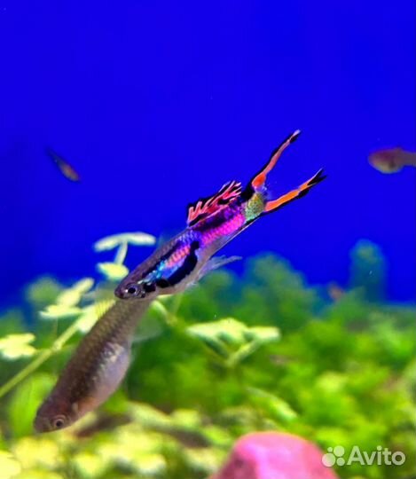 Гуппи Эндлера