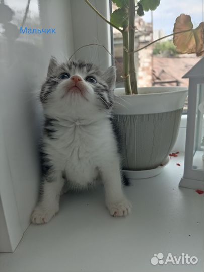 Котятки в добрые руки