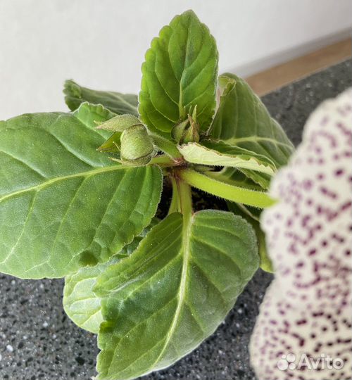 Глоксиния махровая цветущая