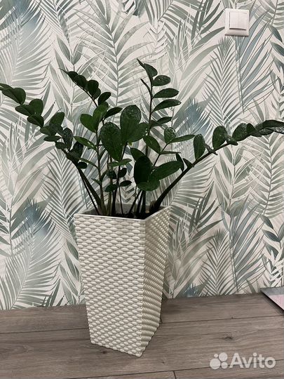 Замиокулькас