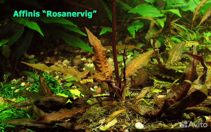 Несколько видов редких и не очень криптокорин
