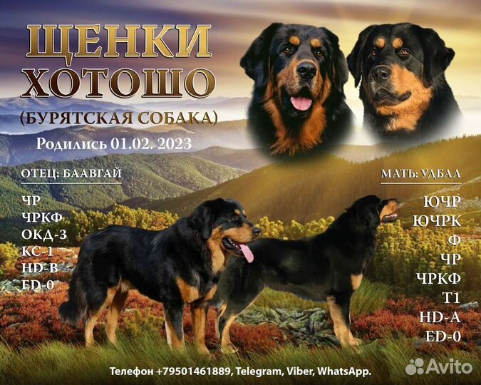 Щенки Бурятская собака Хотошо