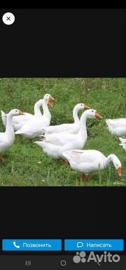 Домашние гуси Линда