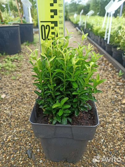 Бересклет в ассортименте С2 H20см