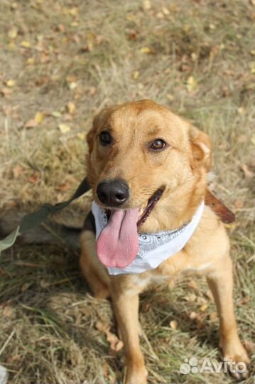 Баффи-ласковая собаченька ищет дом