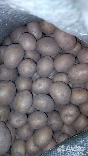 Картофель на посадку