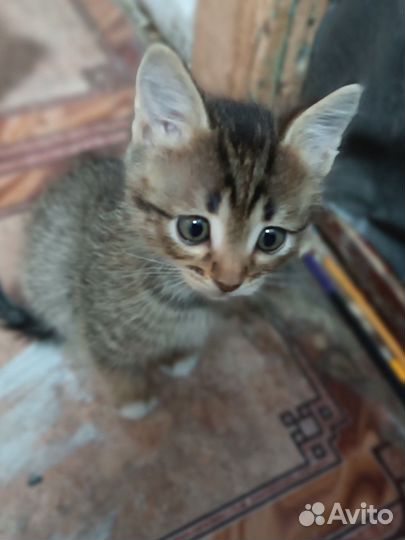 Котята бесплатно