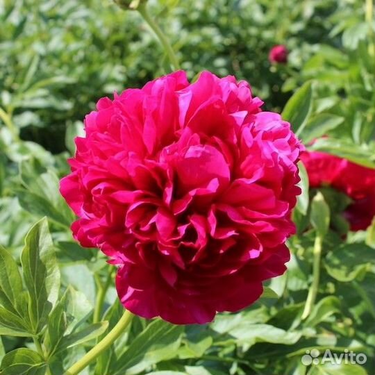 Пионы саженцы корни