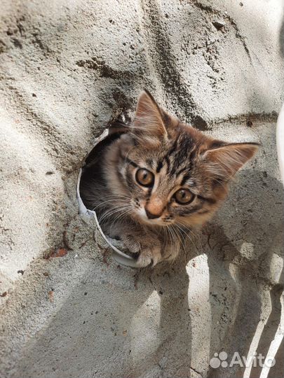 Котята в добрые руки бесплатно