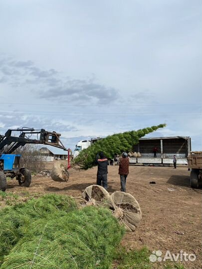 Саженцы Сосны оптом с зкс