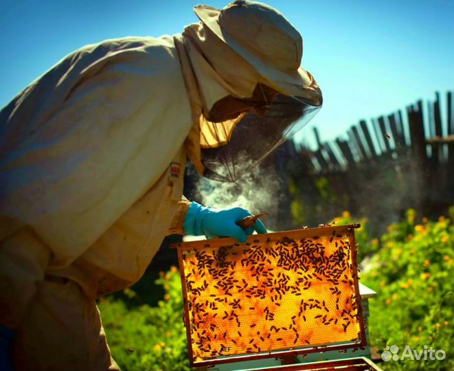 2024 Мёд натуральный из Алтая оптом