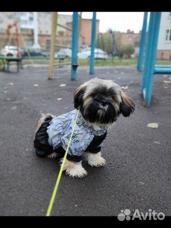 Комбинезон для маленькой собаки мальчик