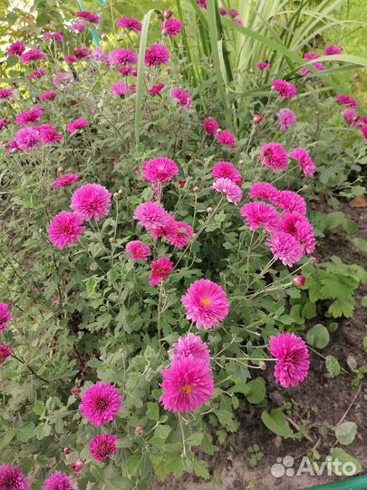 Хризантемы корни